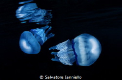 Theer jellyfish by Salvatore Ianniello 